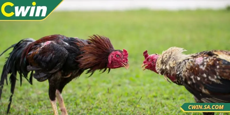 Cách Xem Đá Gà Tại Cwin Hướng Dẫn Toàn Tập Dễ Hiểu Nhất 4 Nắm ngay các mẹo khi xem đá gà tại nhà cái