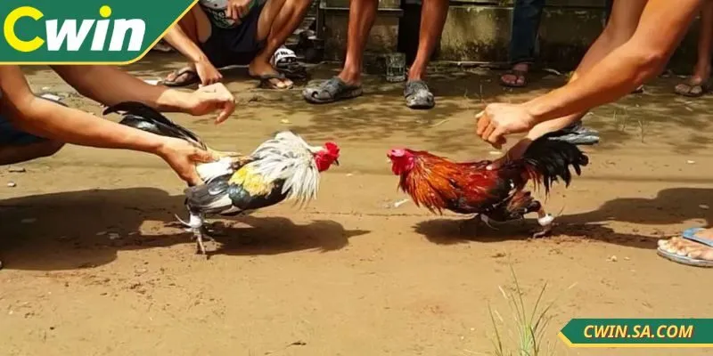 Đá Gà Cựa Sắt CWIN – Tốc Độ Cao, Kết Quả Minh Bạch 3 Kèo Wala mang lại lợi nhuận cao cho người chơi