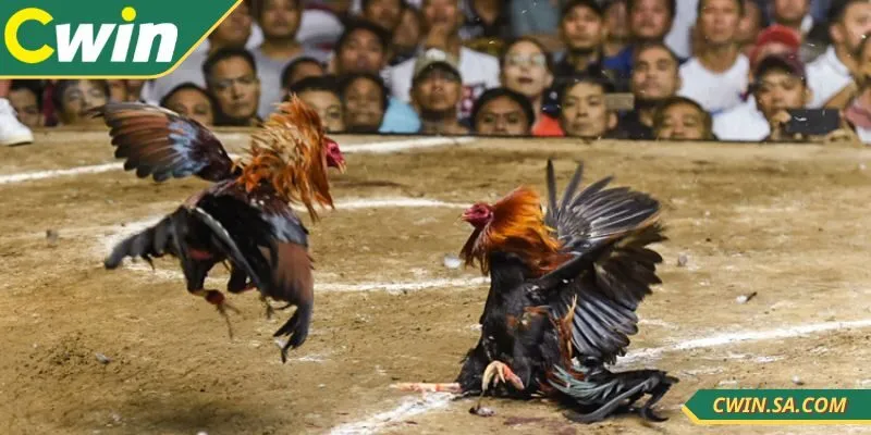 Đá Gà Cựa Sắt CWIN – Tốc Độ Cao, Kết Quả Minh Bạch 2 Đá gà cựa sắt CWIN tăng độ sát thương cho trận đấu