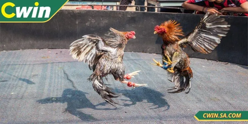 Đá Gà Cựa Sắt CWIN – Tốc Độ Cao, Kết Quả Minh Bạch 4 Tìm hiểu lịch sử thi đấu của chiến kê để đặt cược