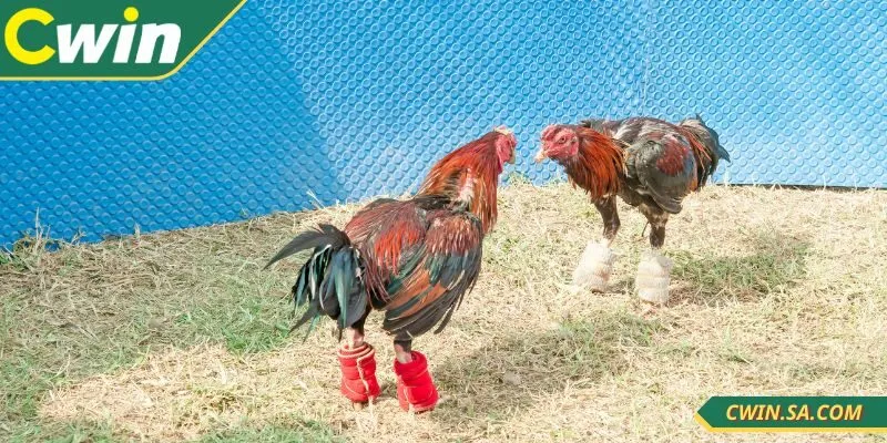 Có rất nhiều thể loại đá gà live 