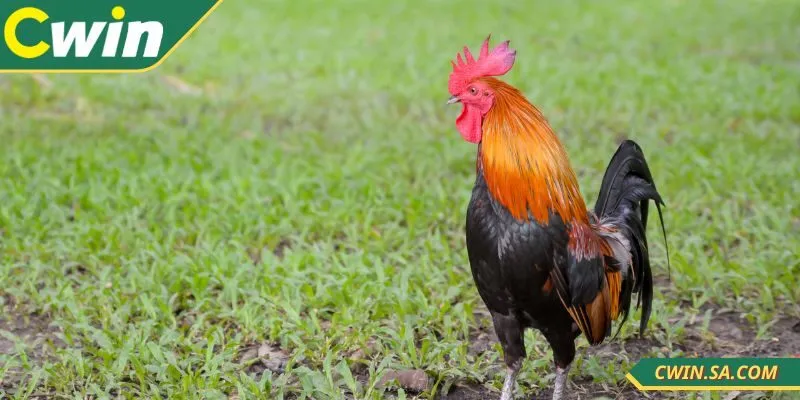 Đá gà live CWIN được đông đảo người dùng yêu thích