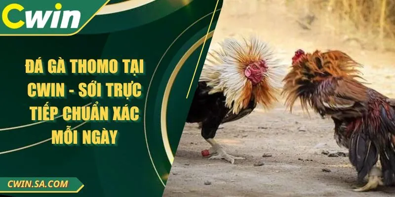 Đá Gà Thomo Tại CWIN - Sới Trực Tiếp Chuẩn Xác Mỗi Ngày