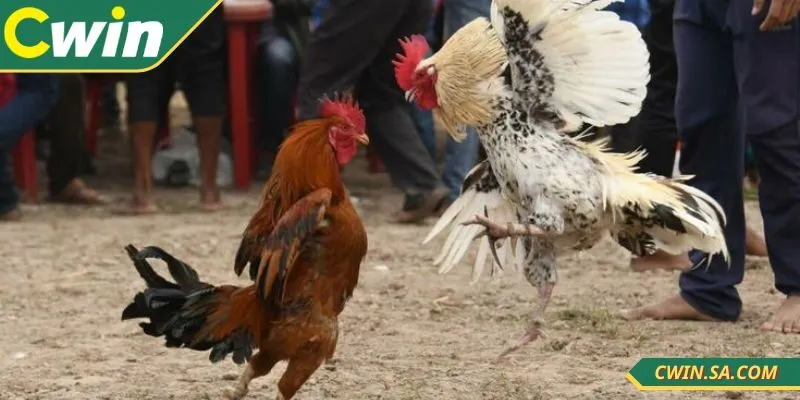 Các kèo cược được thiết kế đầy kịch tính, trả thưởng lớn