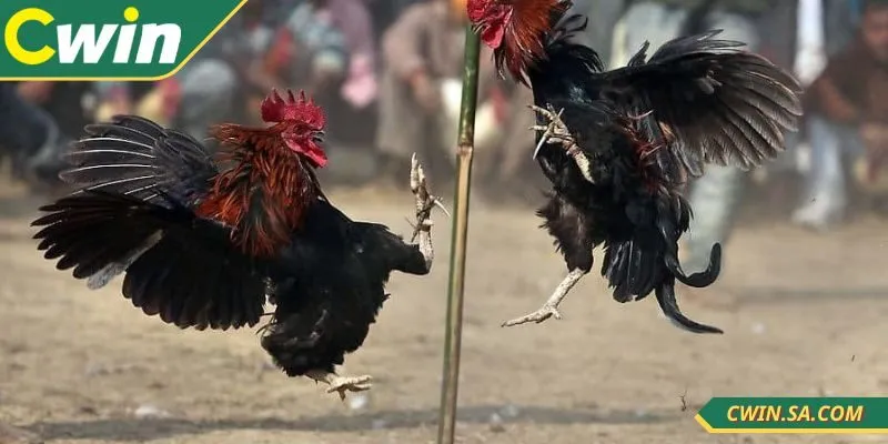 Đá gà Thomo tại CWIN phát sóng uy tín, chuẩn xác