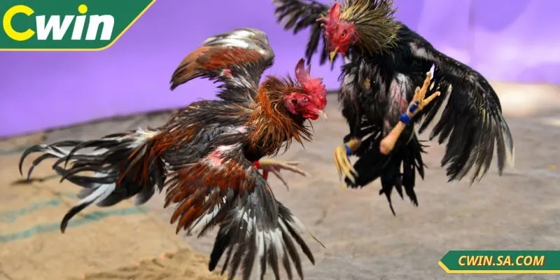 Nên tận dụng khuyến mãi hợp lý