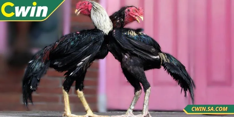 Nắm được kinh nghiệm đá gà CWIN với nhiều lợi ích